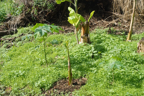 Juvenile banana plants