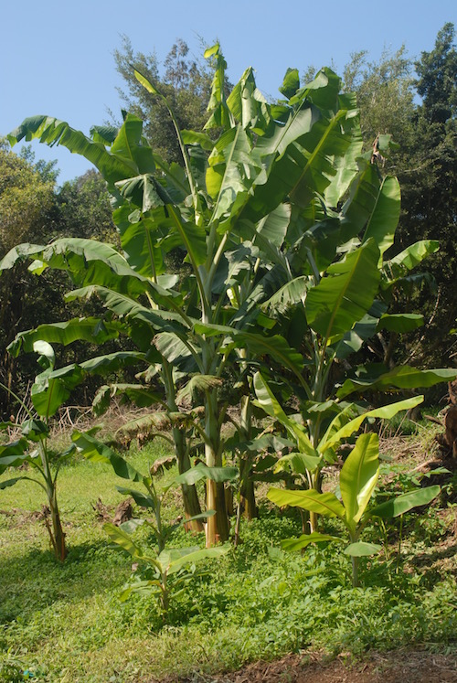 Banana grove