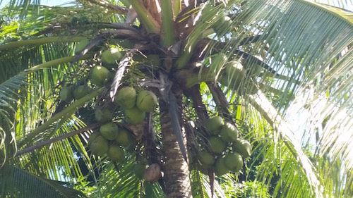 Coconut harvest