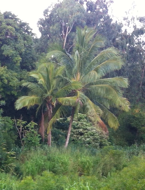 Coconuts in the jungle