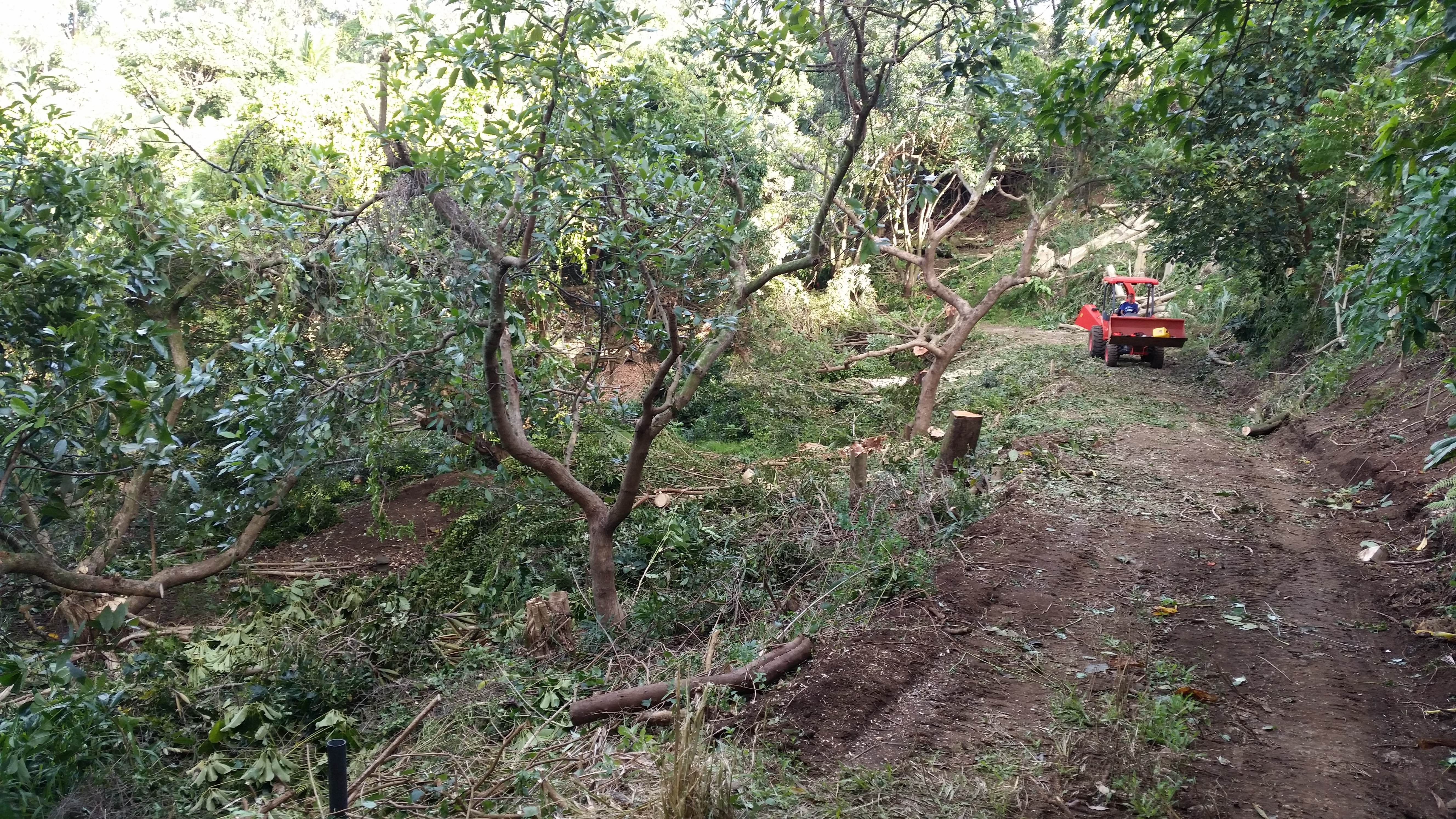 Lychee orchard